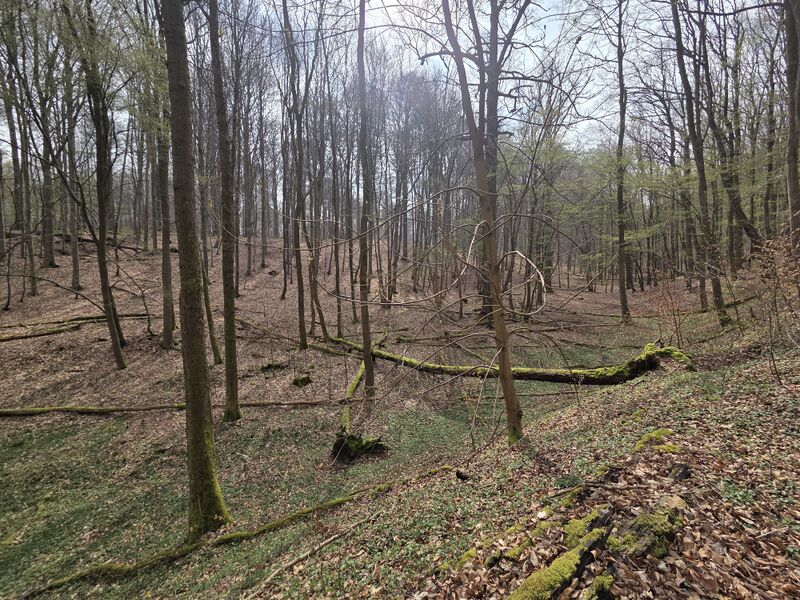 Fichier:Wood.jpg